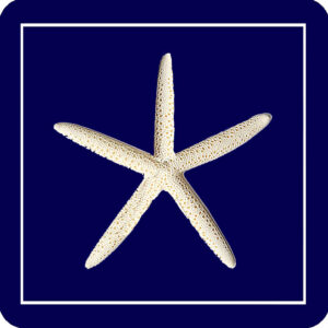 Navy Starfish (Gift Box of4) Min 6.